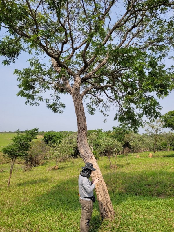 Grupo Soul: Excelência em Consultoria e Licenciamento Ambiental em Campinas