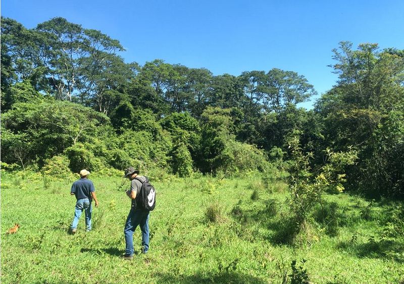 A Importância da Consultoria Ambiental em Campinas